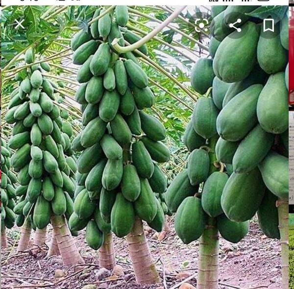 20000plant