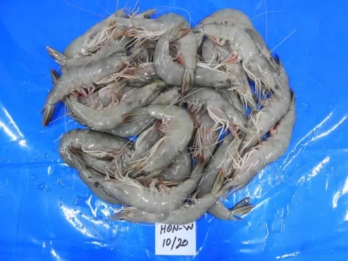 HEAD ON WHITE SHRIMPS/PRAWNS - 10/20 GRADE product image