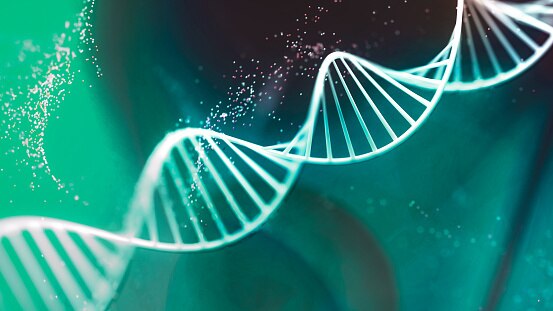 Azeedo Private Limited provides services for PCR, RFLP, RAPD, Primer design, etc