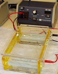 SDS - PAGE (sodium dodecyl sulphate–polyacrylamide gel electrophoresis), is a discontinuous electrophoretic system developed by Ulrich K. Laemmli which is commonly used as a method to separate proteins with molecular masses between 5 and 250 kDa.