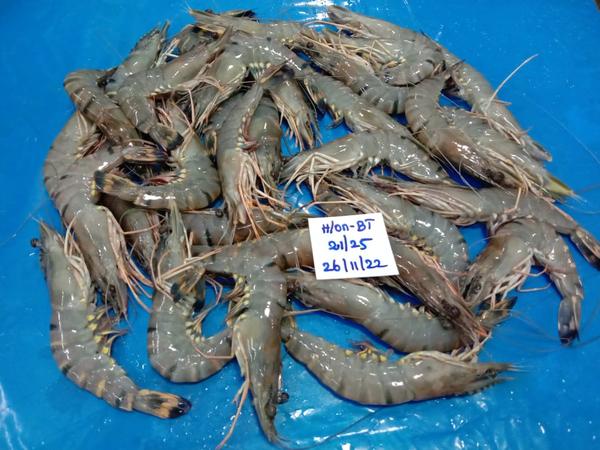 Head on Black Tiger Shrimps product image