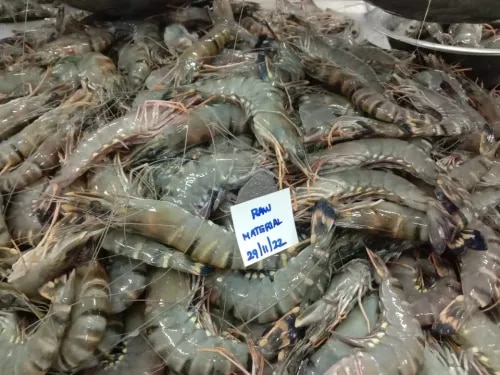 Head on Black Tiger Shrimps/Prawns product image