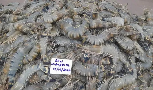 Head on Black Tiger Shrimps & Prawns product image