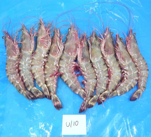 Indian Mackerel Fish (IQF) K V Marine Exports, Chennai