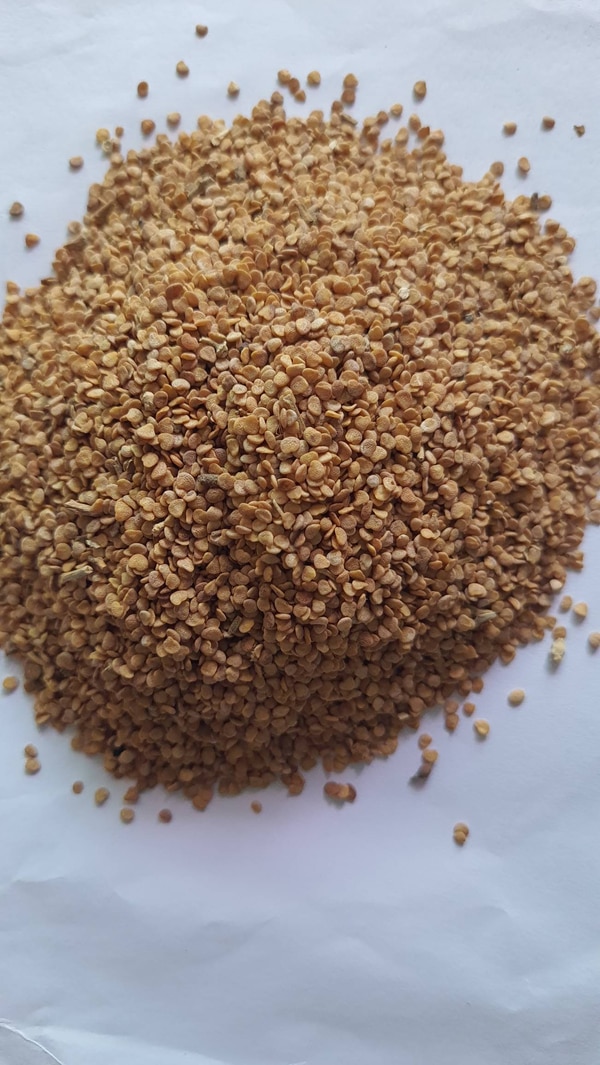 Ashwagandha seeds are available for Plantation on small scale or large scale cultivation It needs less water and the duration of crop is 6-8 months  