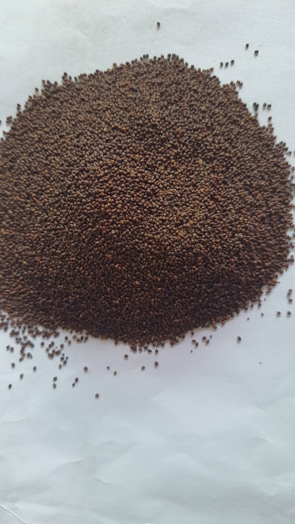 Tulsi seeds are used for cultivation on small or large scale.Leaves and upper portion of the plant is used extensively in Ayurved and herbal drug industry 