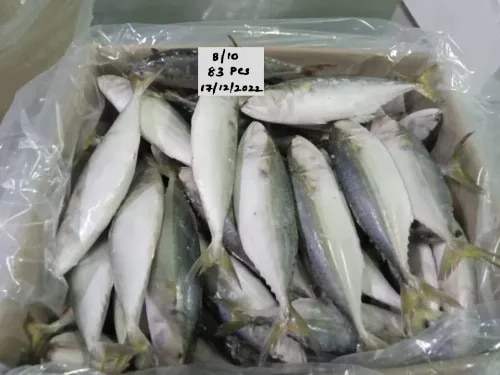 Indian Mackerel fish (IQF) product image