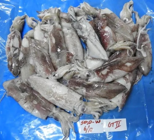 Squid whole G2(Loligo) product image