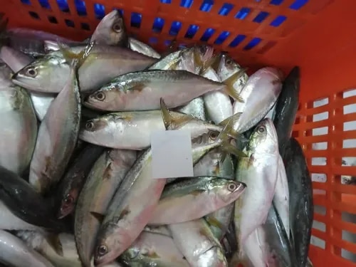 Indian Mackerel fish (IQF) product image