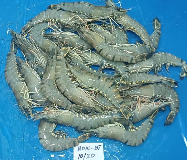 PD Vannamei G2 Shrimps K V Marine Exports, Chennai