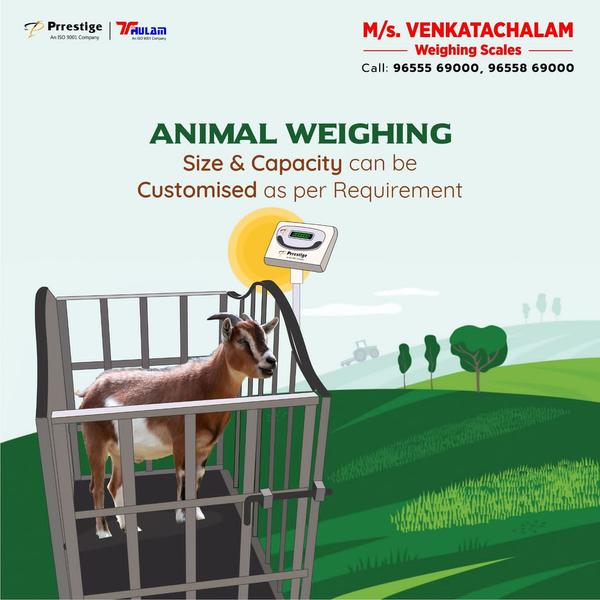 * ANIMALS WEIGHING SCALE* GOAT WEIGHING SCALE