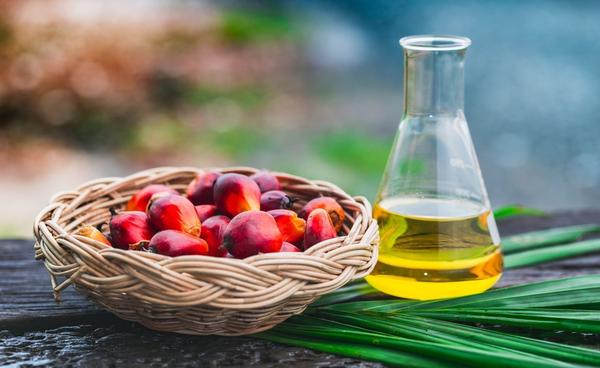 Palm kernel oil is an edible plant oil derived from the kernel of the oil palm tree Elaeis guineensis. It is related to two other edible oils: palm oil, extracted from the fruit pulp of the oil palm, and coconut oil, extracted from the kernel of the coconut. We