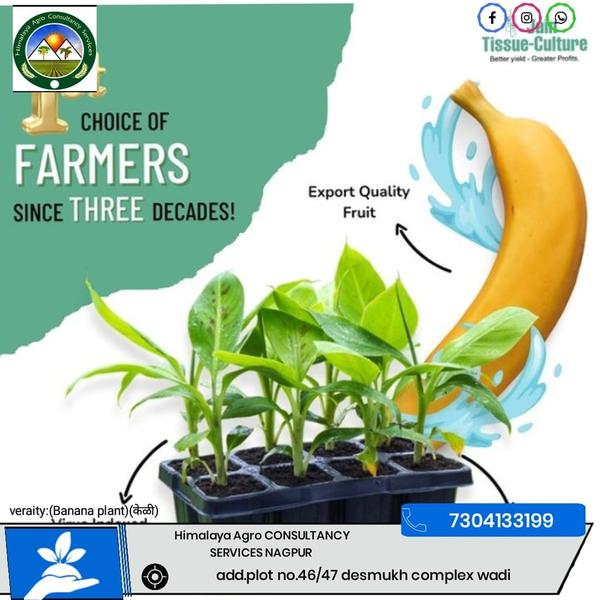 BANANA PLANT 
VAREITY :- AJIT , AMBEMOHAR , JAIN TISSUE-CULTURE , RED BANANA 
