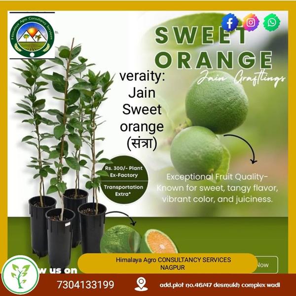 SWEET ORANGE PLANTVARIETY:- KATOL GOLD , NAGPURI , NEW SELLER