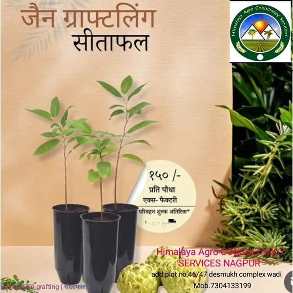 CASTED APPLE PLANTVARIETY:- SUPER GOLD , NMK GOLD , BALANGER , SARSAWTI 6