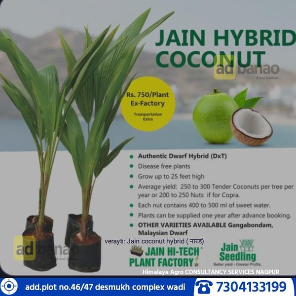 COCONUT PLANTVARIETY :- HYBRID VARIETY , DWARF , TALL VARIETY