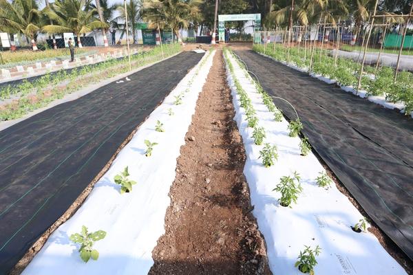 White Mulching Film Paper Suppliers in India.
White Mulching Film Paper is a high-quality plastic film that is designed to provide exceptional protection to crops against various environmental factors. The film comes with a 25 micrometer thickness, making it highly durable and resistant to wear and tear. This mulching film paper is available in opaque or transparent options, depending on the specific crop requirements. The length of the film is 800 meters, ensuring that it can cover a large area of land. The white color of the film reflects sunlight, which helps in reducing the temperature of the soil and helps in maintaining the moisture level. This film is ideal for use in agriculture and horticulture industries.
Call Us For More Information.