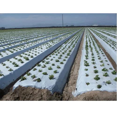 Embossed Mulch Film Manufacturer in India.Embossed Mulch Films from Growflex Polyfilms provide superior weed control, moisture retention, and soil temperature regulation. The textured surface ensures better adhesion to the ground, reducing air gaps and enhancing durability. Ideal for vegetables, fruits, and greenhouse applications, these films help boost crop yields, conserve water, and reduce the need for chemical treatments.Call Us For More Information.