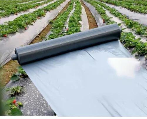 Mulching Film Roll Manufacturers & Suppliers in India.Our Mulching Film Rolls are crafted from high-quality, durable materials that help improve soil health, control weeds, and conserve moisture. These rolls provide an effective solution for temperature regulation, promoting faster plant growth and increasing crop yields. Ideal for a variety of crops, they reduce the need for herbicides, conserve water, and ensure long-lasting performance in diverse farming conditions. Easy to install and eco-friendly, our mulching film rolls offer a sustainable, cost-effective way to boost agricultural productivity.Call Us For More Information.