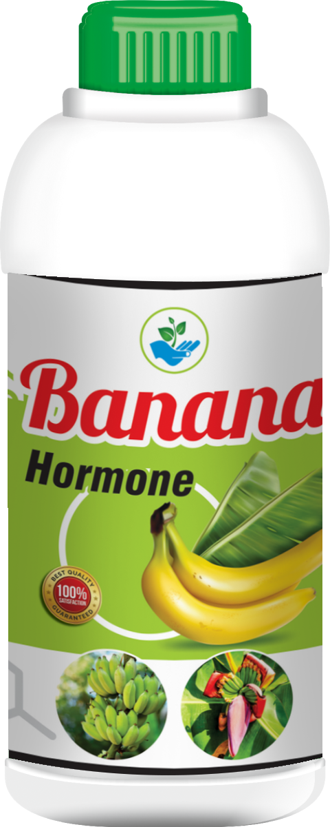 Banana Hormones is a liquid specially made for banana. Contents include plant hormones, vitamins, minerals, primary nutrients & secondary Nutrients.Benefits of Banana HormoneIt helps to increase the size of the bananas.It helps to increase the length of leaves.It provides root & shoot growth.It controls the black dot caused in the leaves.Usage Quantity Foliar Spraying : Mix 3ml to 5ml of Banana Hormone with one litre of water.