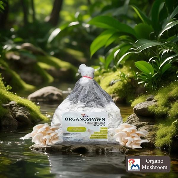 Best Quality Florida Oyster Mushroom Spawn. High Self-LifeHigh YieldingFast Mycelium Growth No Bacterial ContaminationProduce in Sterile Condition