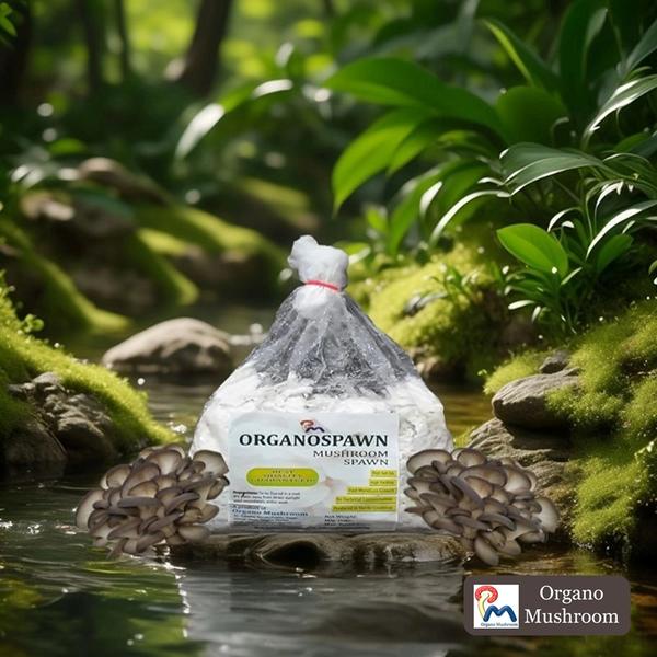 • Oyster Mushroom Spawn• Best Quality Florida Oyster Mushroom Spawn• High Self-Life• High Yielding• Fast Mycelium Growth • No Bacterial Contamination• Produce in Sterile Condition