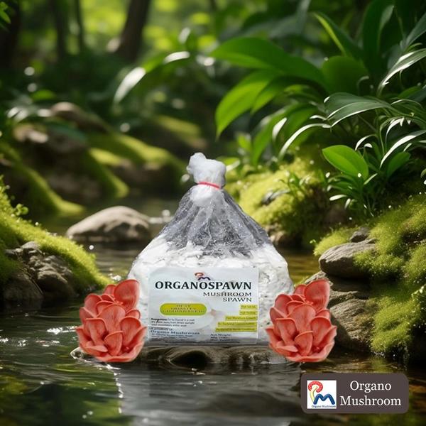 • Oyster Mushroom Spawn• Best Quality Pink Oyster Mushroom Spawn• High Self-Life• High Yielding• Fast Mycelium Growth • No Bacterial Contamination• Produce in Sterile Condition