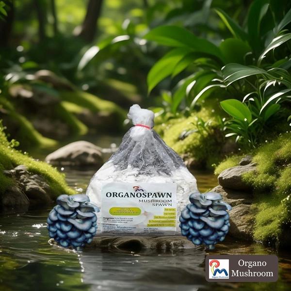 • Oyster Mushroom Spawn• Best Quality Florida Oyster Mushroom Spawn• High Self-Life• High Yielding• Fast Mycelium Growth • No Bacterial Contamination• Produce in Sterile Condition