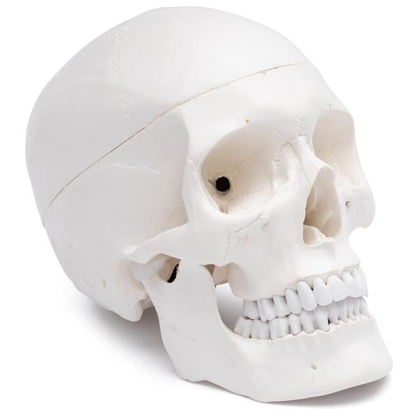 Introducing our Skeleton Skull Models, meticulously designed to offer a detailed and accurate representation of the human skull. Crafted with precision, these models serve as essential educational tools for anatomy studies, medical training, and healthcare professionals.Our Skeleton Skull Models showcase intricate details, including cranial bones, sutures, and facial features, providing a comprehensive understanding of skull anatomy. Whether used in medical schools, anatomy labs, or forensic studies, these models are crafted with high-quality materials to ensure durability and longevity.