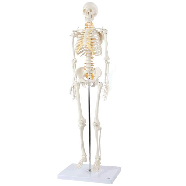 Introducing our Skeleton Models, meticulously crafted to offer a detailed and accurate representation of the human skeletal system. Imported with precision, these skeleton models provide an invaluable educational tool for anatomy studies, medical training, and healthcare professionals.Our Imported Skeleton Models showcase intricate details, including bone structures, articulations, and anatomical landmarks, allowing for a comprehensive understanding of human anatomy. Crafted with high- quality materials, these models ensure durability and longevity in educational settings.Ideal for medical schools, anatomy labs, and healthcare institutions, our Imported Skeleton Models elevate the learning experience by providing a lifelike and realistic representation of the human skeleton. Whether for educational purposes or professional training, these models serve as indispensable tools for gaining in-depth knowledge of skeletal anatomy.