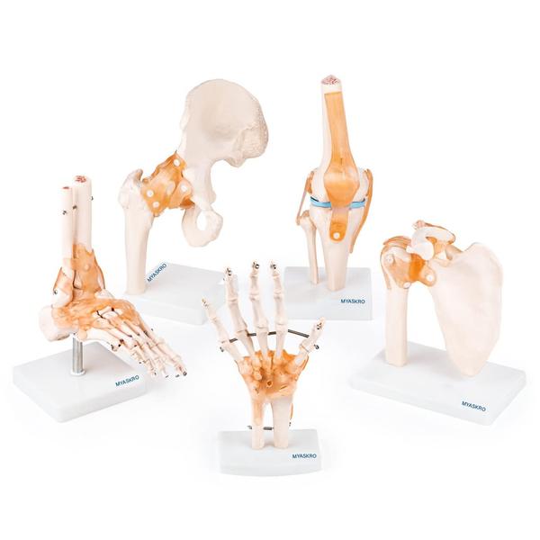 Introducing our Joint Models, meticulously designed to illustrate the complexities of the human musculoskeletal system. Crafted with precision, these models serve as invaluable tools for anatomy studies, medical training, and physical therapy education.Our Joint Models showcase detailed representations of various joints, including the knee, elbow, hip, and shoulder. These models provide a comprehensive understanding of joint structures, ligaments, and movements, enhancing the learning experience for students and professionals in the healthcare field.