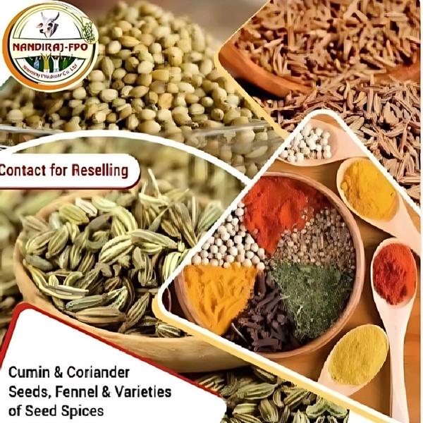 Coriander Seed Manufacturers in India.o Flavor Profile: With its fresh, citrusy, and mildly sweet flavor, organic coriander is perfect for garnishing soups, salads, or mixing into your favorite stews.o Health Benefits: Beyond its unique flavor, coriander is rich in antioxidants and helps regulate blood sugar levels, support heart health, and aid digestion.Enhance your dishes and your health! Order Coriander Seeds from the trusted Coriander Seed Manufacturers in India – NandiRaj Producer Company Limited today!