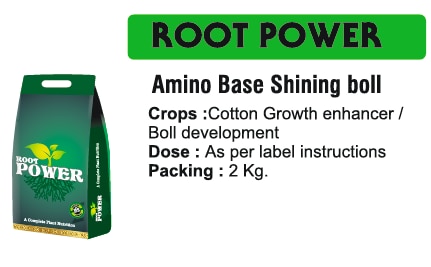 🌱 भव्य इंडस्ट्रीज इंदौर - रूट पावर एमिनो बेस शाइनिंग बोलजड़ से शुरू हो बेहतरीं विकास - हर बोल को दे ताकत, हर किसान को दे विश्वासभव्य इंडस्ट्रीज इंदौर में, हम जानते हैं कि फसल का असली विकास शुरू होता है। इसी दृष्टि के साथ हम लेकर आए हैं रूट पावर एमिनो बेस शाइनिंग बोल, एक प्रीमियम प्लांट ग्रोथ रेगुलेटर जो अमीनो बेस फॉर्मूलेशन के माध्यम से पौधे को जदोन की ताकात, पोषण और स्वस्थ फल विकास प्रदान करता है।जड़ शक्ति - जड़ को दे ऊर्जा, बोल को दे शाइनये वैज्ञानिक रूप से तैयार किया गया फॉर्मूलेशन अमीनो एसिड और मेटाबोलिक एन्हांसर से भरपूर है जो पौधे की जड़ प्रणाली को मजबूत करता है, पोषक तत्व ग्रहण को बेहतर बनाता है, और फूल-फलने को तेज करता है। इस फसल की उत्पादकता और गुणवत्ता डोनो में वृद्धि होती है।✅ उपयुक्त फसलें: कपास, सब्जी, फल, अनाज और अन्य नकदी फसलें जहां जड़ की ताकत और बीज विकास महत्वपूर्ण है।✅ लक्ष्य मुद्दे: कमजोर जड़ प्रणाली, धीमी गति से फल बनना, तनाव, पोषक तत्वों की कमी, खराब फसल।✅ क्रिया का तरीका: अमीनो एसिड पौधों के चयापचय को सक्रिय करते हैं, जड़ो की वृद्धि को बढ़ाते हैं और फलने की अवस्था में ऊर्जा आपूर्ति को बढ़ाते हैं।रूट पावर एमिनो बेस शाइनिंग बोल के मुख्य लाभ✅ जड़ों को मजबूत करता है - जड़ को मजबूत और गहरा बनाता है।✅ पोषक तत्वों के अवशोषण को बढ़ावा देता है - पोषक तत्त्वों को तेजी से ग्रहण करने में मदद।✅ फूल आने और बीजकोष बनने में सुधार - फल लगने की अवस्था को तेज करता है।✅ तनाव सहनशीलता को बढ़ाता है - पर्यावरणीय तनाव, गर्मी और सूखे के समय पौधे को सुरक्षा देता है।✅ गुणवत्तापूर्ण उपज को बढ़ावा देता है - बेहतर विकास, अच्छा आकार और स्वस्थ उपज को बढ़ावा देता है।सीईओ का संदेश