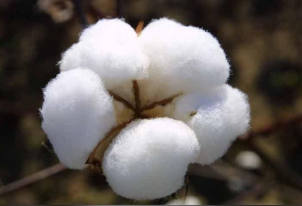 Raw cotton is a naturally soft, white fiber harvested from the cotton plant and used as a primary raw material in the textile industry. Known for its versatility and softness, raw cotton is a key component in the manufacturing of yarn, fabrics, and garments.Our raw cotton is carefully sourced from premium cotton-growing regions in India. It is processed using modern ginning and cleaning techniques to ensure it meets the highest quality standards for industrial use. We offer contamination-free, moisture-controlled cotton suitable for spinning, weaving, and textile production.✅ Key Features:High Purity & WhitenessUniform Fiber LengthLow Moisture ContentFree from Contaminants and Foreign MatterSuitable for Export and Domestic Use