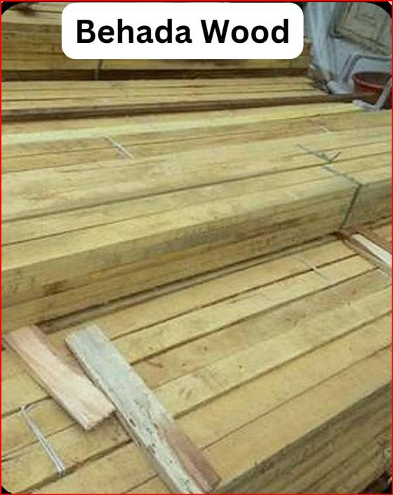 Behada WoodBehada wood comes from the Beleric Myrobalan (Terminalia bellirica) tree, a large deciduous tree found in India and Southeast Asia. The wood is described as having bluish or ash-grey, longitudinally cracked bark and large, oblong or obovoid leaves. The tree yields ovoid, grey-colored drupes (fruits) with a velvety surface, which are valued for their medicinal properties in Ayurveda