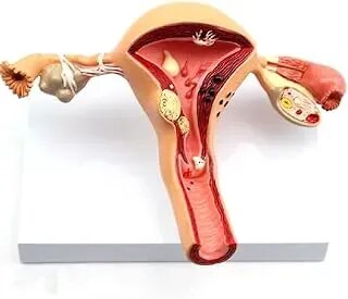 Place Of Embryo In Uterus product image