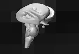 Human Endocrine Gland (Male) product image
