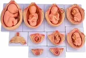 Development Of Embryo In 9 Parts product image