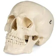 Human Skull product image