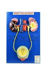 Human Kidney With Bladder product image