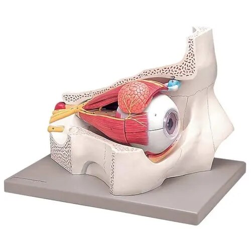 Eye With Orbit product image