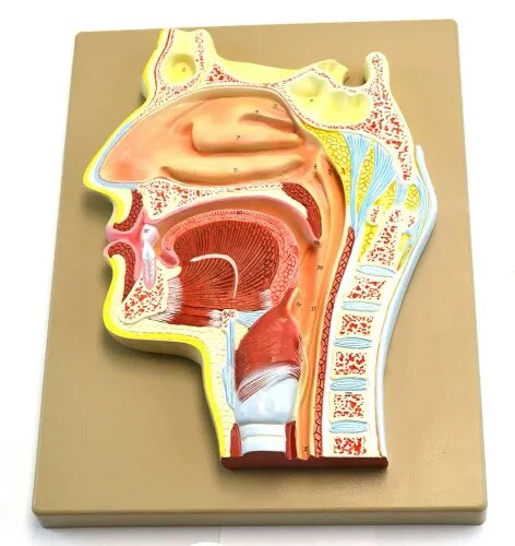 Human Nose product image