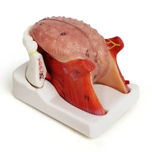 Human Tongue product image