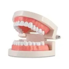 Human Teeth product image