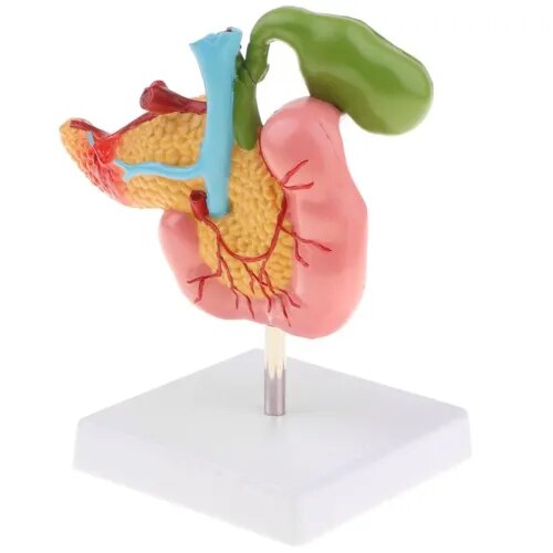 Human Pancreason Base product image