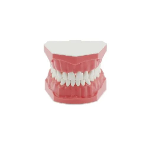 Teeth Care Model product image