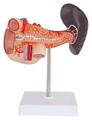 Spleen Large product image