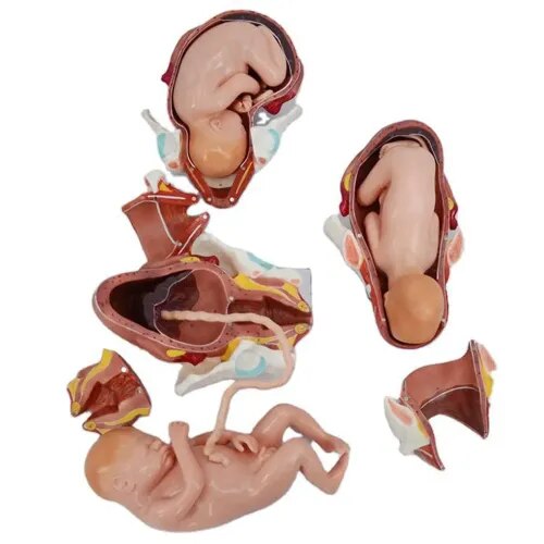 Delivery Set Of 6 Models product image
