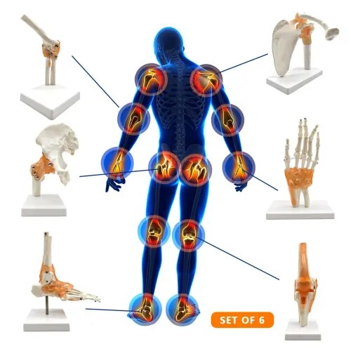 Human Joints-Elbow, Hand, Hip, Foot, Shoudler Or Knee-One Set Of Models product image