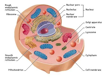 Dna Activity Model Animal Cell product image
